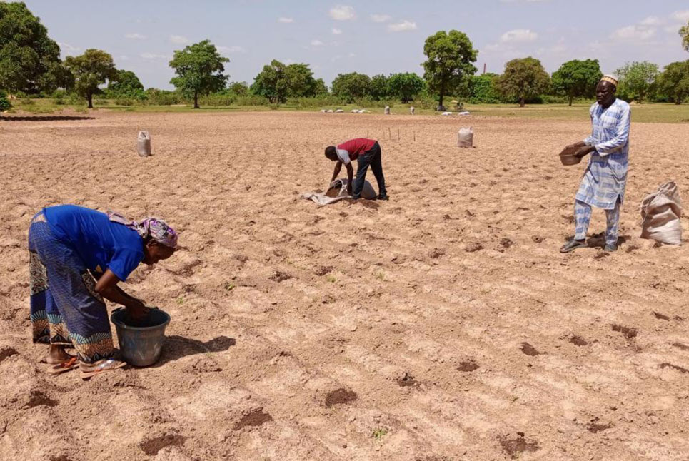 Extending forecasts from days to over a month improves farmer resilience in West Africa