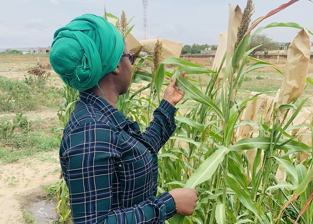 Fatoumata Haidara during a visit to a sorghum plantation after a wave of locusts in Bamako, Mali.FATOUMATA HAIDARA